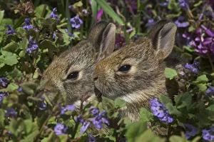 Young Eastern Cottontail Rabbits (Sylvilagus Floridanus), Niagara Falls, Ontario Young Eastern Cottontail Rabbits (Sylvilagus Floridanus), Niagara Falls, Ontario