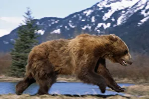 Young Grizzly Bear Running At The Alaska Wildlife Conservation Center Near Portage Southcentral Alaska Spring Young Grizzly Bear Running At The Alaska Wildlife Conservation Center Near Portage Southcentral Alaska Spring