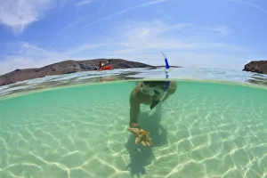A Young Man Snorkeling Underwater Holding A Starfish In His Hand; La Paz, Baja, California, Sur Mexico A Young Man Snorkeling Underwater Holding A Starfish In His Hand; La Paz, Baja, California, Sur Mexico