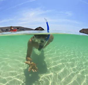 A Young Man Snorkels Holding A Starfish Underwater And Another Person Paddling A Boat; La Paz, Baja, California A Young Man Snorkels Holding A Starfish Underwater And Another Person Paddling A Boat; La Paz, Baja, California