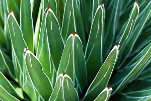 Yucca Plant (Yucca Filamentosa), Close-Up Of Patterns In Leaves Yucca Plant (Yucca Filamentosa), Close-Up Of Patterns In Leaves
