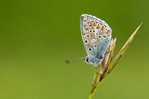 Adonis Blue on grass stem at dusk, Dorset, England Adonis Blue on grass stem at dusk, Dorset, England