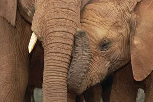 African Elephant (Loxodonta africana) orphans, Malalka with Natumi African Elephant (Loxodonta africana) orphans, Malalka with Natumi