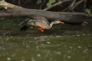 African Finfoot (Podica senegalensis) female jumping, Lake Mburo National Park, Uganda African Finfoot (Podica senegalensis) female jumping, Lake Mburo National Park, Uganda