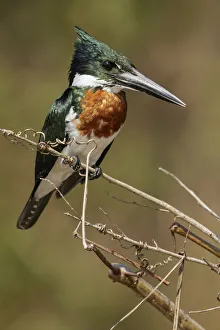 Amazon Kingfisher (Chloroceryle amazona), Pantanal, Brazil Amazon Kingfisher (Chloroceryle amazona), Pantanal, Brazil
