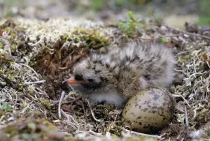 Arctic Tern (Sterna paradisaea) chick and egg in nest, Alaska Arctic Tern (Sterna paradisaea) chick and egg in nest, Alaska