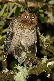 Bare Shanked Screech Owl Bare Shanked Screech Owl