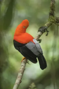 Andean Cock-of-the-rock Male Print