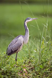 Black-headed Heron (Ardea melanocephala), Uganda Black-headed Heron (Ardea melanocephala), Uganda