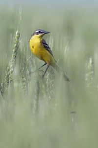 Blue-headed Wagtail (Motacilla flava), Callantsoog, Noord-Holland, The Netherlands Blue-headed Wagtail (Motacilla flava), Callantsoog, Noord-Holland, The Netherlands