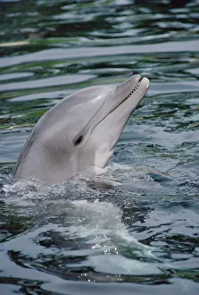 Bottlenose Dolphin (Tursiops truncatus) portrait Bottlenose Dolphin (Tursiops truncatus) portrait