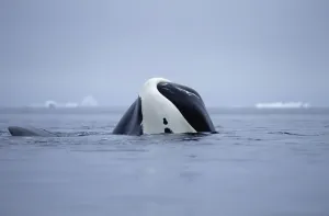 Bowhead Whale (Balaena mysticetus) juvenile basking, Baffin Island, Canada Bowhead Whale (Balaena mysticetus) juvenile basking, Baffin Island, Canada