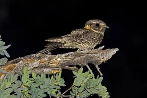 Buff Collared Nightjar Buff Collared Nightjar