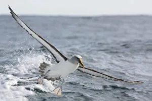 Bullers Albatross (Thalassarche bulleri) flying, Victoria, Australia Bullers Albatross (Thalassarche bulleri) flying, Victoria, Australia