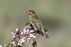 Cassins Finch (Haemorhous cassinii) male, California, USA Cassins Finch (Haemorhous cassinii) male, California, USA