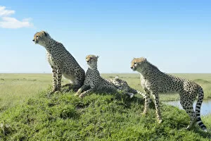 Acinonix Jubatus Collection: Cheetah (Acinonix jubatus) on hill in savanna, close up with wide angle, Masai Mara