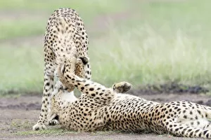 Acinonix Jubatus Collection: Two Cheetah (Acinonix jubatus) playing, Msai Mara National Reserve, Kenya