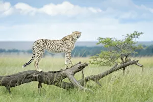 Acinonix Jubatus Collection: Cheetah (Acinonix jubatus) standing on fallen tree, Msai Mara National Reserve, Kenya