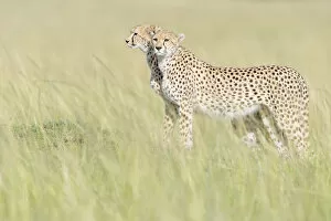 Acinonix Jubatus Collection: Two Cheetah (Acinonix jubatus) standing on the look out at savanna