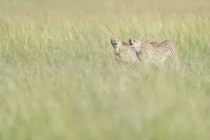 Acinonix Jubatus Collection: Two Cheetahs (Acinonix jubatus) on the lookout in high grass