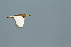 Chinese Pond Heron (Ardeola bacchus) flying, Bueng Boraphet, Thailand Chinese Pond Heron (Ardeola bacchus) flying, Bueng Boraphet, Thailand