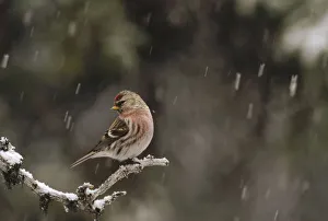 Common Redpoll (Carduelis flammea) male in breeding plumage during snowfall, Alaska Common Redpoll (Carduelis flammea) male in breeding plumage during snowfall, Alaska
