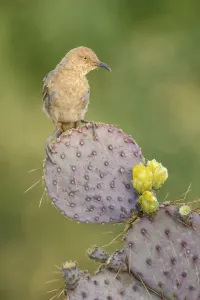 Curve-billed Thrasher (Toxostoma curvirostre), Arizona, USA Curve-billed Thrasher (Toxostoma curvirostre), Arizona, USA