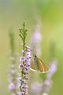Essex Skipper (Thymelicus lineola) resting on bloomin Common Heather, Laegieskamp Essex Skipper (Thymelicus lineola) resting on bloomin Common Heather, Laegieskamp