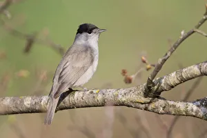 Eurasian Blackcap (Sylvia atricapilla) male, Liechtenstein Eurasian Blackcap (Sylvia atricapilla) male, Liechtenstein