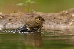 Eurasian Bullfinch (Pyrrhula pyrrhula) juvenile bathing, Utrecht, The Netherlands Eurasian Bullfinch (Pyrrhula pyrrhula) juvenile bathing, Utrecht, The Netherlands