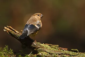 Eurasian Bullfinch (Pyrrhula pyrrhula) juvenile, Utrecht, The Netherlands Eurasian Bullfinch (Pyrrhula pyrrhula) juvenile, Utrecht, The Netherlands