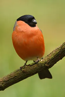 Eurasian Bullfinch (Pyrrhula pyrrhula) male, Utrecht, The Netherlands Eurasian Bullfinch (Pyrrhula pyrrhula) male, Utrecht, The Netherlands