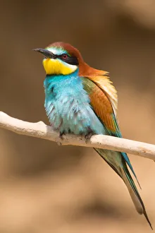 European Bee-eater perched on a branch in Print