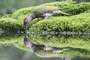 Noord Brabant Collection: European Green Woodpecker (Picus viridis) female reflected in a pond while drinking water