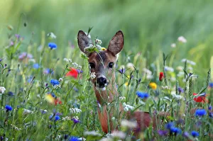 European Roe Deer (Capreolus capreolus) doe foraging in field of colorful wild flowers European Roe Deer (Capreolus capreolus) doe foraging in field of colorful wild flowers