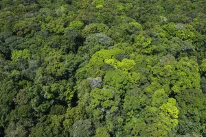 Forest Prints: Rainforest Canopy Print, Rupununi, Guyana