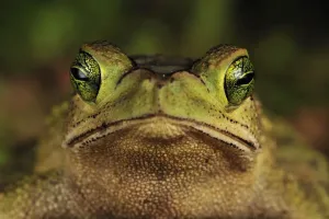 Green Climbing Toad Print, Costa Rica