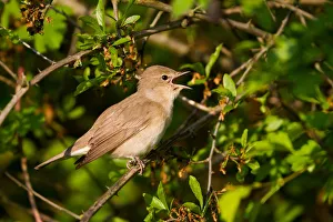 Garden Warbler (Sylvia borin) singing, Baden-Wuerttemberg, Germany Garden Warbler (Sylvia borin) singing, Baden-Wuerttemberg, Germany