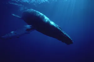 Humpback Whale (Megaptera novaeangliae) diving, Hawaii Humpback Whale (Megaptera novaeangliae) diving, Hawaii