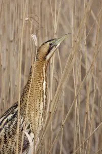 Great Bittern Print, The Netherlands