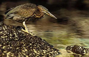Lava Heron (Butorides sundevalli) fishing along shoreline, Galapagos Islands, Ecuador Lava Heron (Butorides sundevalli) fishing along shoreline, Galapagos Islands, Ecuador