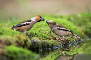 Male Hawfinch (Coccothraustes coccothraustes) giving seed to a female Hawfinch Male Hawfinch (Coccothraustes coccothraustes) giving seed to a female Hawfinch