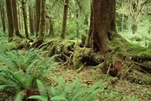 Images Dated 10th March 1999: Nurse log stage five temperate rainforest, Olympic National Park, Washington