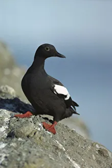 Pigeon Guillemot (Cepphus columba) standing on coastal rock, North America Pigeon Guillemot (Cepphus columba) standing on coastal rock, North America