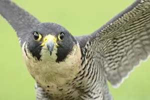 Noord Brabant Collection: Portrait of a Peregrine Falcon (Falco peregrinus), Noord-Brabant, The Netherlands