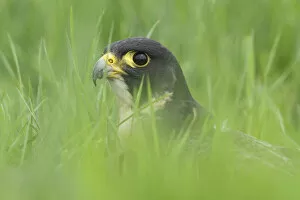 Noord Brabant Collection: Portrait of a Peregrine Falcon (Falco peregrinus), Noord-Brabant, The Netherlands