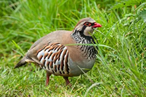 Red-legged Partridge (Alectoris rufa) foraging in the grass, Yorkshire Dales National Park Red-legged Partridge (Alectoris rufa) foraging in the grass, Yorkshire Dales National Park