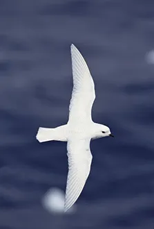 Snow Petrel (Pagodroma nivea) flying over ocean, Antarctica Snow Petrel (Pagodroma nivea) flying over ocean, Antarctica