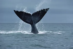 Southern Right Whale (Eubalaena australis) fluke, Argentina Southern Right Whale (Eubalaena australis) fluke, Argentina