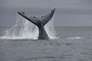 Southern Right Whale (Eubalaena australis) tail, Peninsula Valdez, Argentina Southern Right Whale (Eubalaena australis) tail, Peninsula Valdez, Argentina